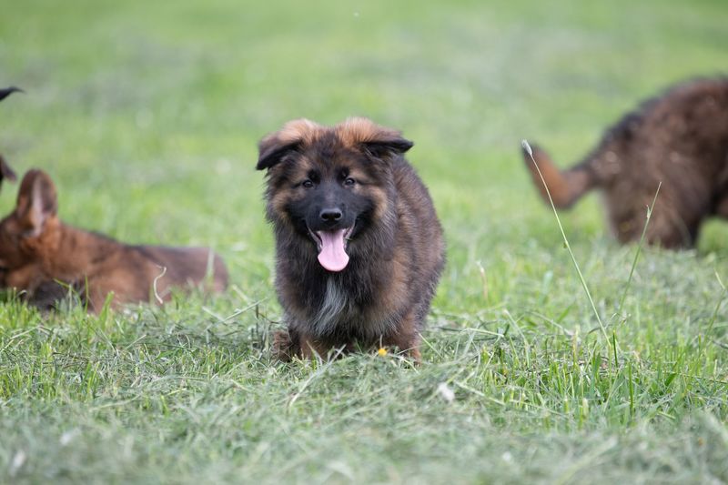 Enzo Tim Dlhà Roven | Hundeprofil - Informationen und Daten
