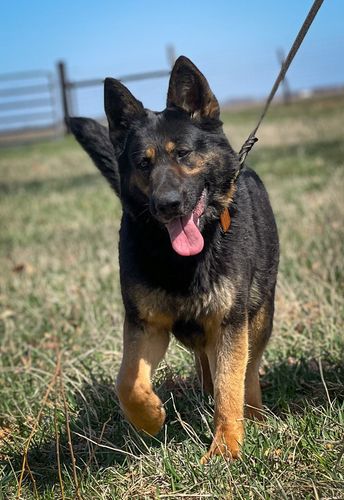 Andie Stasi
Ciobănesc german (Păr scurt)
7. Mai 2019