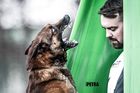 working-dog G'Thor
