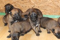 chiots volpa/taiko 3 semaines