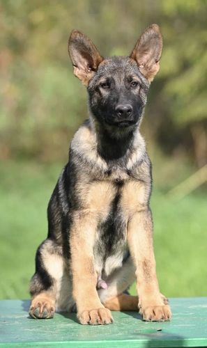 Aceo vom Warnemünder Moorgeist
Deutscher Schäferhund
09.06.2024