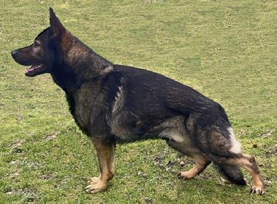 Quincy vom dunklen Zwinger