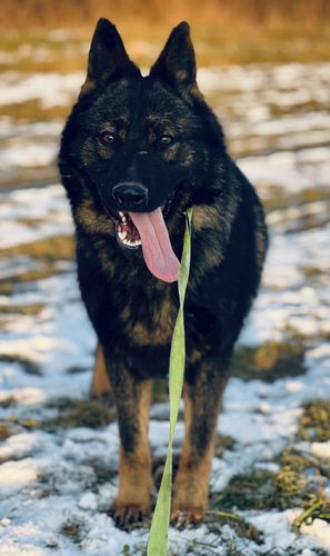 Piko Dekim Lexus
German Shepherd Dog (short-haired)
3. Jun 2023