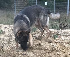 Utz vom Moorgraben
German Shepherd (short-haired)
25. Jun 2023