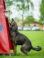 Dusty Lego-Haus
German Shepherd Dog (short-haired)
31. Dec 2019