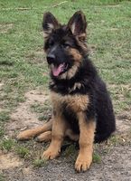 Xmilla vom Wolf's Canyon
German Shepherd (long-haired)
15. Jan 2025