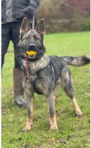 Eisak vom Bergmanns-Weg
German Shepherd (short-haired)
14. Mar 2024