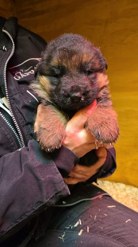 Jax van Tienkamshoeve
德國牧羊犬 (短毛)
27. 十二月 2024