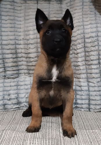 Haggy Lumon Miradam
Belgian Shepherd (Malinois)
28. Dec 2024