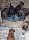 chiots volpa/Taiko 4 semaines
