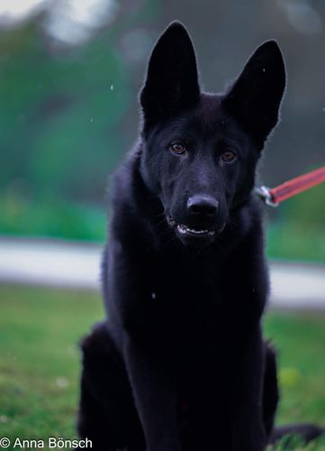 Wim von der wilden Nachbarschaft
Deutscher Schäferhund (Stockhaar)
18.09.2023