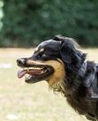 Luder ex Canis Lupus