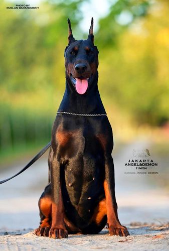 Jakarta Angel&amp;Demon
Doberman (black with rustred blace)
6. Sep 2023