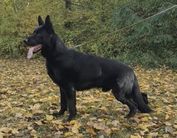 Imperator aus der Birkenschäferei