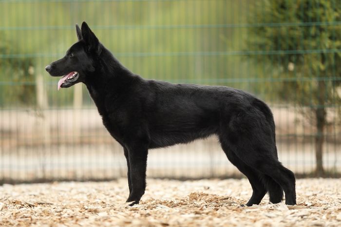 Bagheera von der Rußhütte
Deutscher Schäferhund (Stockhaar)
20.12.2023