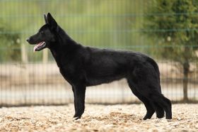Bagheera von der Rußhütte
Deutscher Schäferhund (Stockhaar)
20.12.2023
