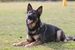 Dallas European K9 training base