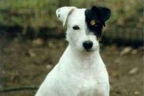 dog image background