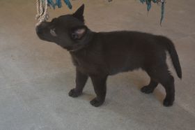 Bagheera vom Rashtrapal
German Shepherd (short-haired)
24. Dec 2024