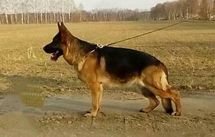 Zayka von Vischenhoff