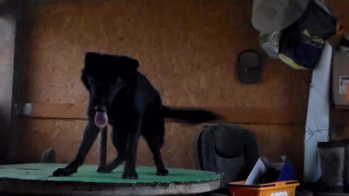 Bono from Slovakia
German Shepherd (short-haired)
5. May 2024