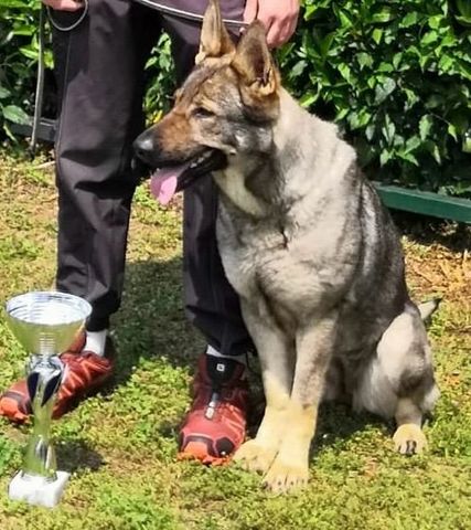 Zucht des Zwingers dei Campi Robbiati: Payne vom Sattelberg und Unique ...