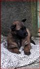 chiots Volpa/Taiko 4 semaines
