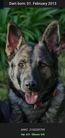 dog image background