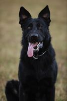 Enzo Zamat
German Shepherd (short-haired)
20. Aug 2022