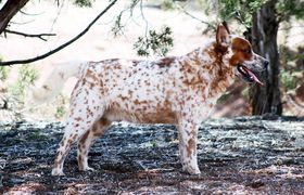 Sleepy Hollows Wakan Tanka
澳洲牧牛犬
10. 一月 2021