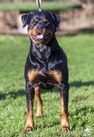 Faithful Rotts Bella