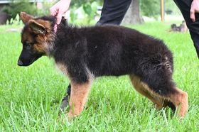 Ember vom Hausgladfel
German Shepherd (long-haired)
23. Mar 2025