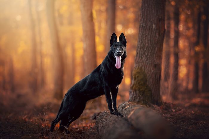 Areta Vamoz Moravia
German Shepherd (short-haired)
31. May 2023
