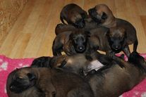 chiots volpa/taiko 16 jours