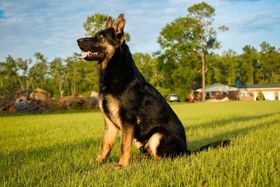 Eli vom Kiloro
German Shepherd (short-haired)
27. Oct 2024