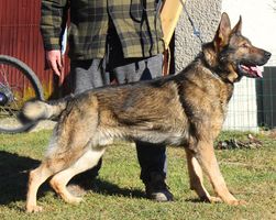 Vilo z Ďuricovho dvora
German Shepherd Dog
29. Nov 2021
