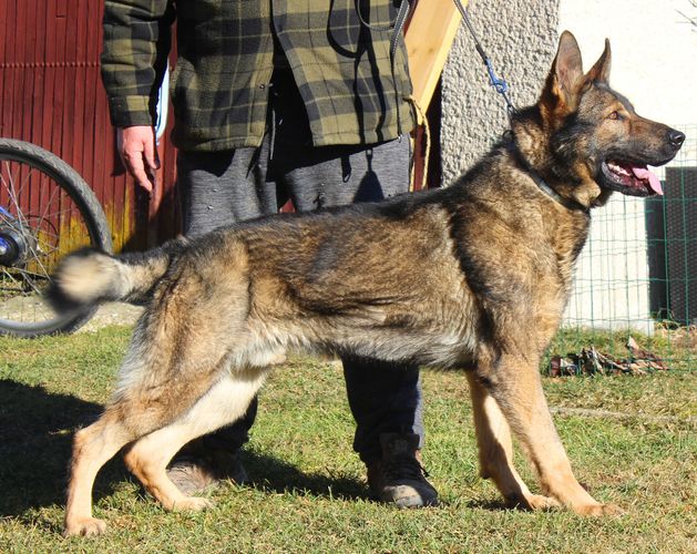 Vilo z Ďuricovho dvora
German Shepherd Dog
29. Nov 2021