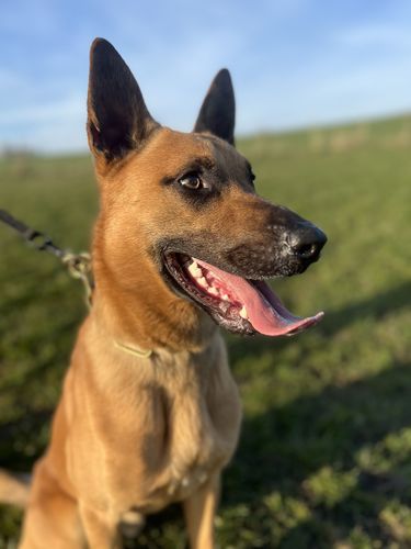 Belgerulvens I-Emil
Belgian Shepherd (Malinois)
18. Mar 2024