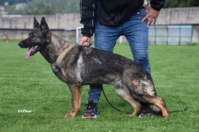 Quattro vom Warnemünder Moorgeist
德国牧羊犬 (短毛)
13. 十月 2020