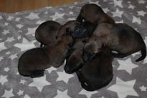 chiots volpa 8 jours