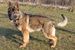 Fury Secure dog