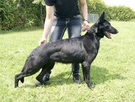Alexa Oger Schloss
German Shepherd (short-haired)
10. Jun 2018