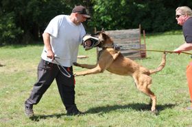 ACE BPS I'Tibet
Belgian Shepherd (Malinois)
23. Jul 2023