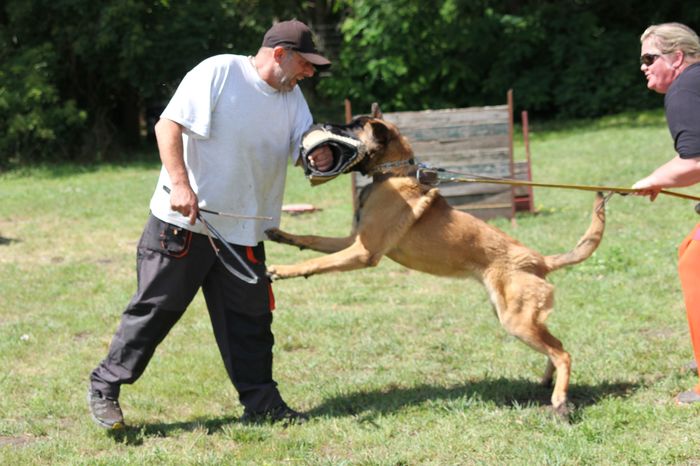 ACE BPS I'Tibet
Belgian Shepherd (Malinois)
23. Jul 2023