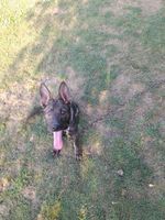 Yali Tur-Lad
Deutscher Schäferhund (Stockhaar)
20.04.2024