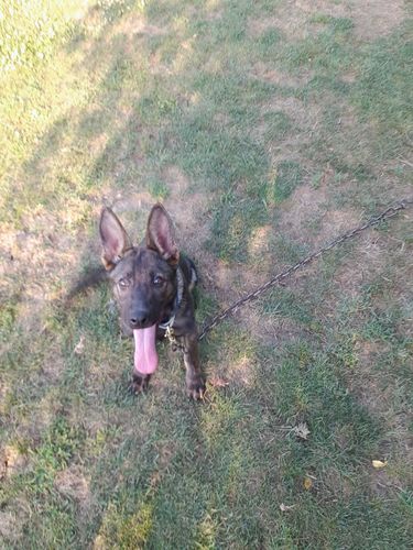 Yali Tur-Lad
Deutscher Schäferhund (Stockhaar)
20.04.2024
