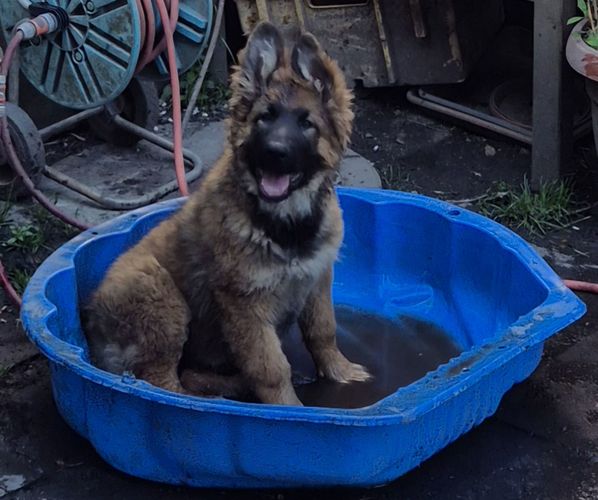 Xcellent vom Wolf's Canyon
German Shepherd (long-haired)
15. Jan 2025