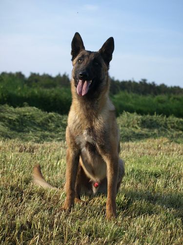 Bushido vom Theresa's Herz
Belgian Shepherd (Malinois)
10. Sep 2020