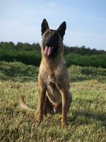 Bushido vom Theresa's Herz
Belgian Shepherd (Malinois)
10. Sep 2020