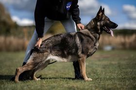 Olympia z Arthemilly
Berger Allemand (Poils courts)
6. Mar 2020